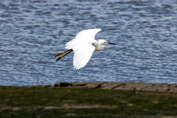 Little Egret (Egretta garzetta) at Swords Estuary, Dublin, Ireland