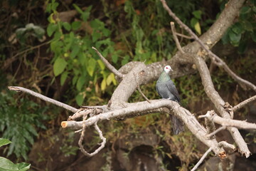 White-faced cuckoo-dove (Turacoena manadensis), also known as the white-faced dove, is a species of bird in the family Columbidae, endemic of Sulawesi island, Indonesia