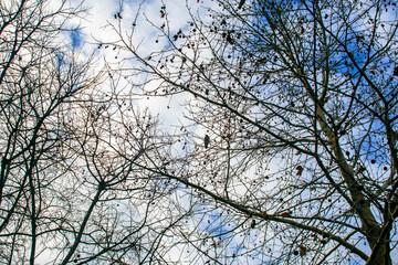 branches against blue sky