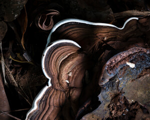 Ganoderma applanatum
