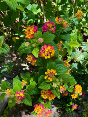 orange flowers in garden