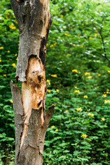a tree with cracked bark in the forest, green bushes and yellow flowers in the background, a walk