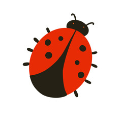 ladybug