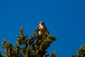 White-throated hawk (Buteo albigula) sitting on top of a tree