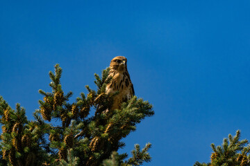 White-throated hawk (Buteo albigula) sitting on top of a tree