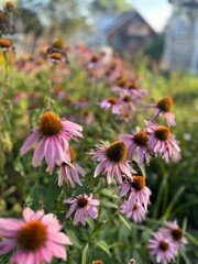 flowers in garden 