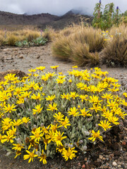 Yellow flowers in the mountain