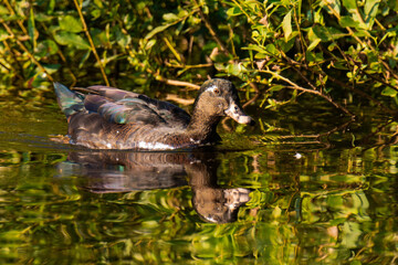 Dark duck with green feathers swimming in the water