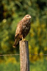 Common buzzard (Buteo buteo) sitting on a wood fence
