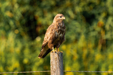 Common buzzard (Buteo buteo) sitting on a wood fence