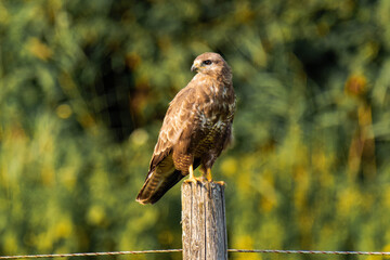 Common buzzard (Buteo buteo) sitting on a wood fence