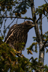 White-throated hawk (Buteo albigula) sitting on top of a tree
