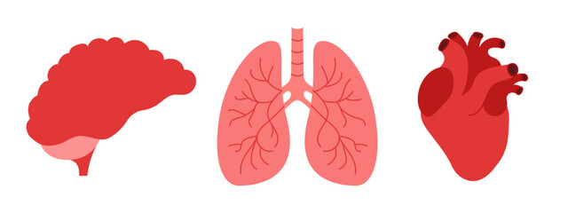 Set of human internal organs flat icons. Brain, heart and lungs on white background. Neurology, pulmonology and cardiology concept. Vector illustration