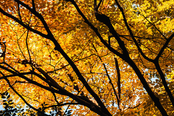Golden Autumn Leaves on Trees