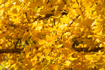 Golden Ginkgo Branches and Leaves