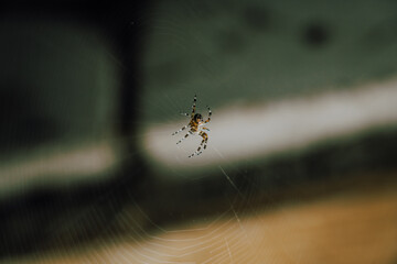 A spider is sitting on a web in a dark corner. Halloween spider