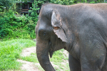 Chiang Mai, Thailand - August 10 2024: Close-up of an Elephants head with focus on the eye, whilst the elephant looks at the camera. On a hot sunny day during the wet season.