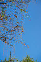tree in the sky