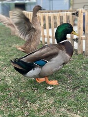 duck in the park