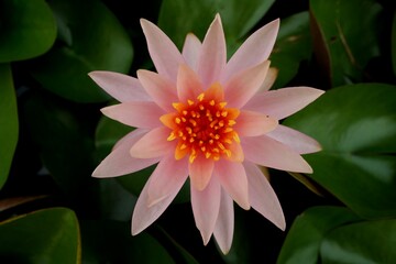 pink lotus flower