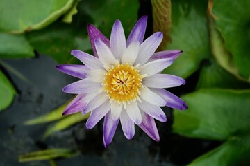 pink lotus flower