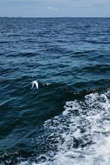 Naklejka premium dolphins in the sea