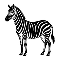 Zebra isolated on white background, vector illustration. Good for print