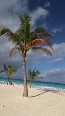 Obraz premium Bimini Palm Tree on a White Sand Beach with Turquoise Water 
