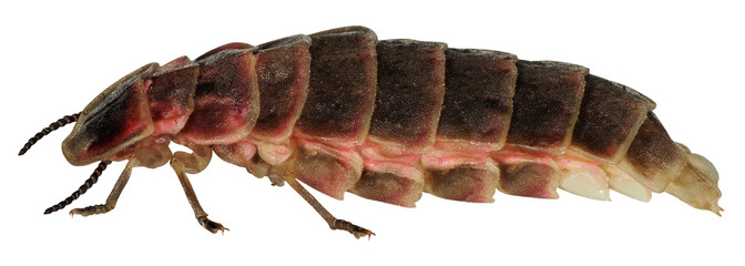 Common glow-worm of Europe, Female of Lampyris noctiluca, luciola italica, isolated on transparent background