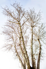 bare branches of a tree under winter sky