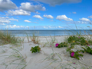 Rose hip briar flowers blossom on the sand shore of the Kattegat strait in Frederikshavn, Denmark