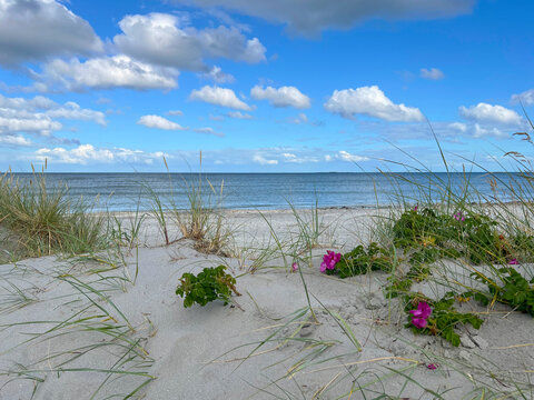 Rose hip briar flowers blossom on the sand shore of the Kattegat strait in Frederikshavn, Denmark