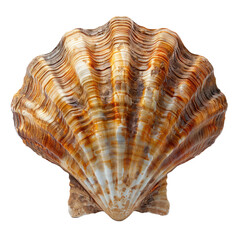 Shell isolated on a transparent background for web, banner, wallpaper
