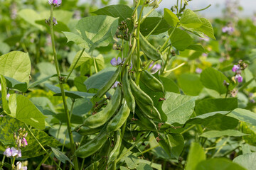 Closeup beautiful bean field in winter season in Bangladesh.