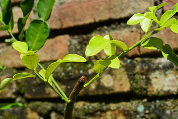 Close up of orange tree trunk (Citrus)