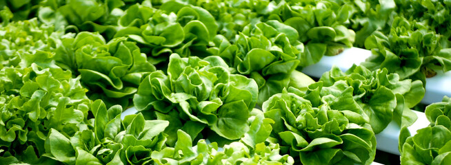 Banner fresh organic hydroponic vegetable plantation produce green salad hydroponic farm. Panorama Green oak lettuce salad in Organic Farm. Salad farm vegetable green oak lettuce with copy space