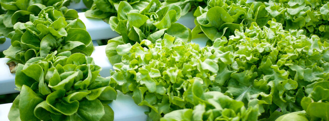 Banner fresh organic hydroponic vegetable plantation produce green salad hydroponic farm. Panorama...