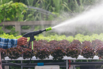 Obraz premium Backside farmer man watering in salad farm. Men owner spray water plant in Salad farm vegetable green oak red oak lettuce organic hydroponic vegetable plantation gardener green salad cultivate farmer