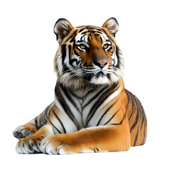 Naklejka premium Photography of Resting Tiger Isolated on white transparent background png