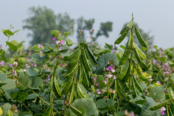 Closeup beautiful bean field in winter season in Bangladesh.