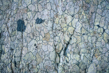 Background of drawings formed by marine lichens on a beach rock