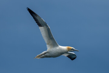 Flying Seabird Northern Gannet (Morus Bassanus) On Island Bass Rock In The Atlantic Ocean Of Firth of Forth At North Berwick Near Edinburgh In Scotland