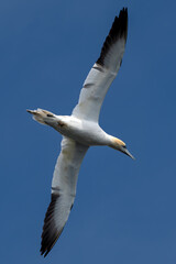 Flying Seabird Northern Gannet (Morus Bassanus) On Island Bass Rock In The Atlantic Ocean Of Firth of Forth At North Berwick Near Edinburgh In Scotland