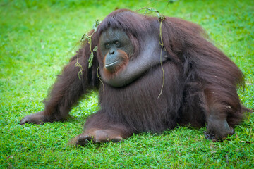 Borneo orangutan orangutans pongo pygmaeus  © badrudin