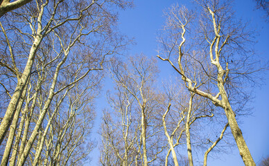 branches of a tree under blue sky in the woodland