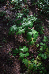 Delicate light filtered through the canopy caresses the leaves of plants