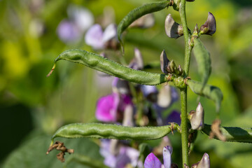 Closeup image of hyacinth bean tree with beans (Seem) and purple flowers