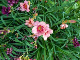 Daylilies Growing In The City Garden In Summer
