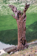 Grotesque shapes of an old tree trunk mineralized by the years spent under water