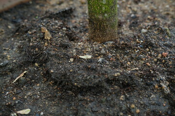 A close-up view of a tree planted in a large pot, highlighting the textured soil and the vibrant...